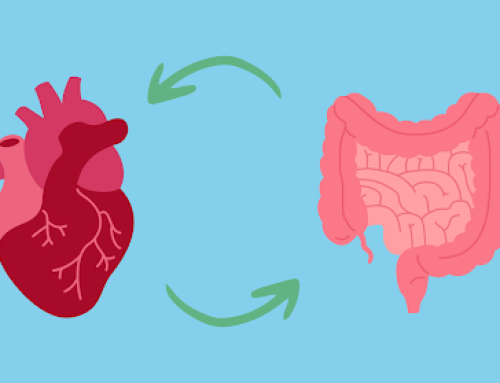 The Gut–Heart Axis: How Your Microbiome Affects Cardiovascular Risk